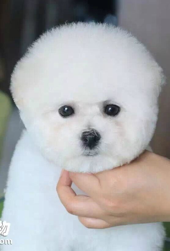 恭喜馬小姐同時成為Mick（密克）和Flo（弗洛）的新主人！