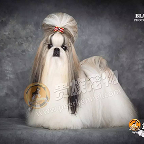 【貴族名犬堂】中國四大美人，“西施”在貴族~！！！